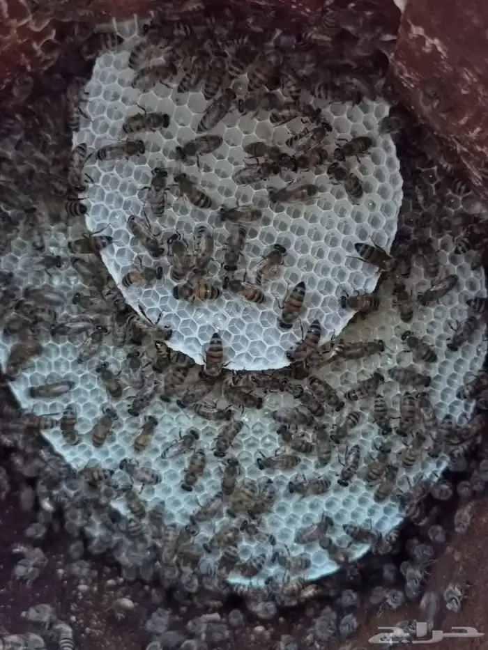 افضل انواع العسل 12