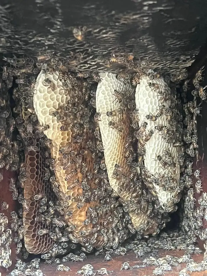 افضل انواع العسل 18