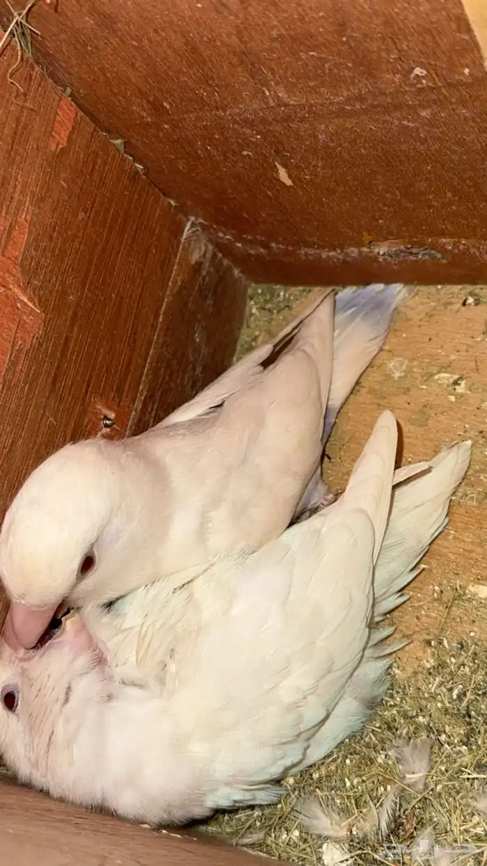 زوج روز منتج 1