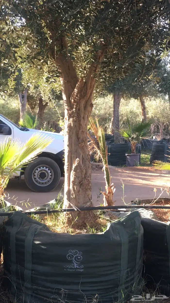 زيتون معمر افضل مشتل في توريد الشجر المعمر 37