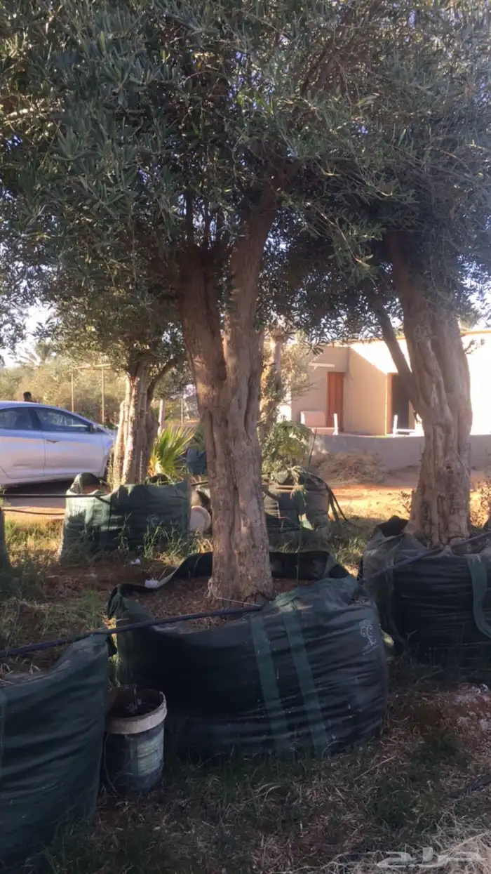 زيتون معمر افضل مشتل في توريد الشجر المعمر 21