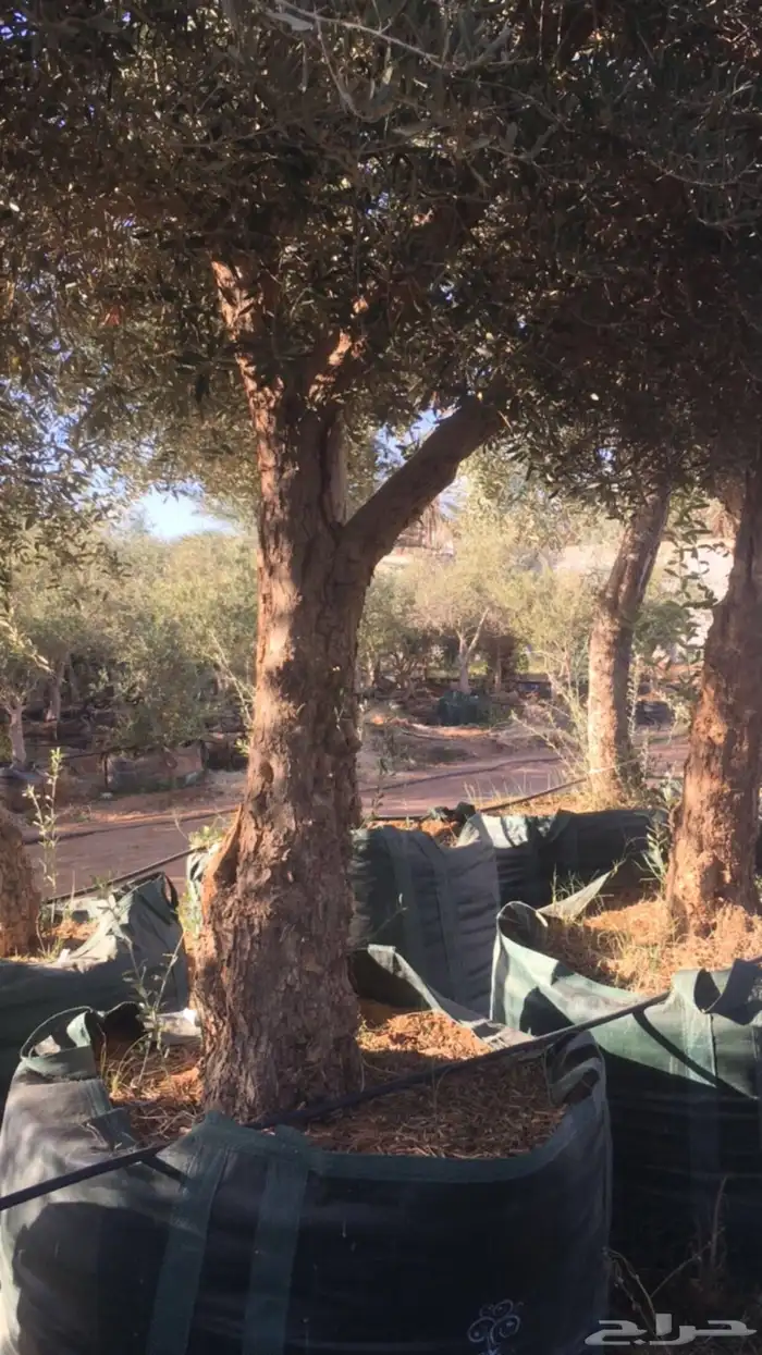 زيتون معمر افضل مشتل في توريد الشجر المعمر 27