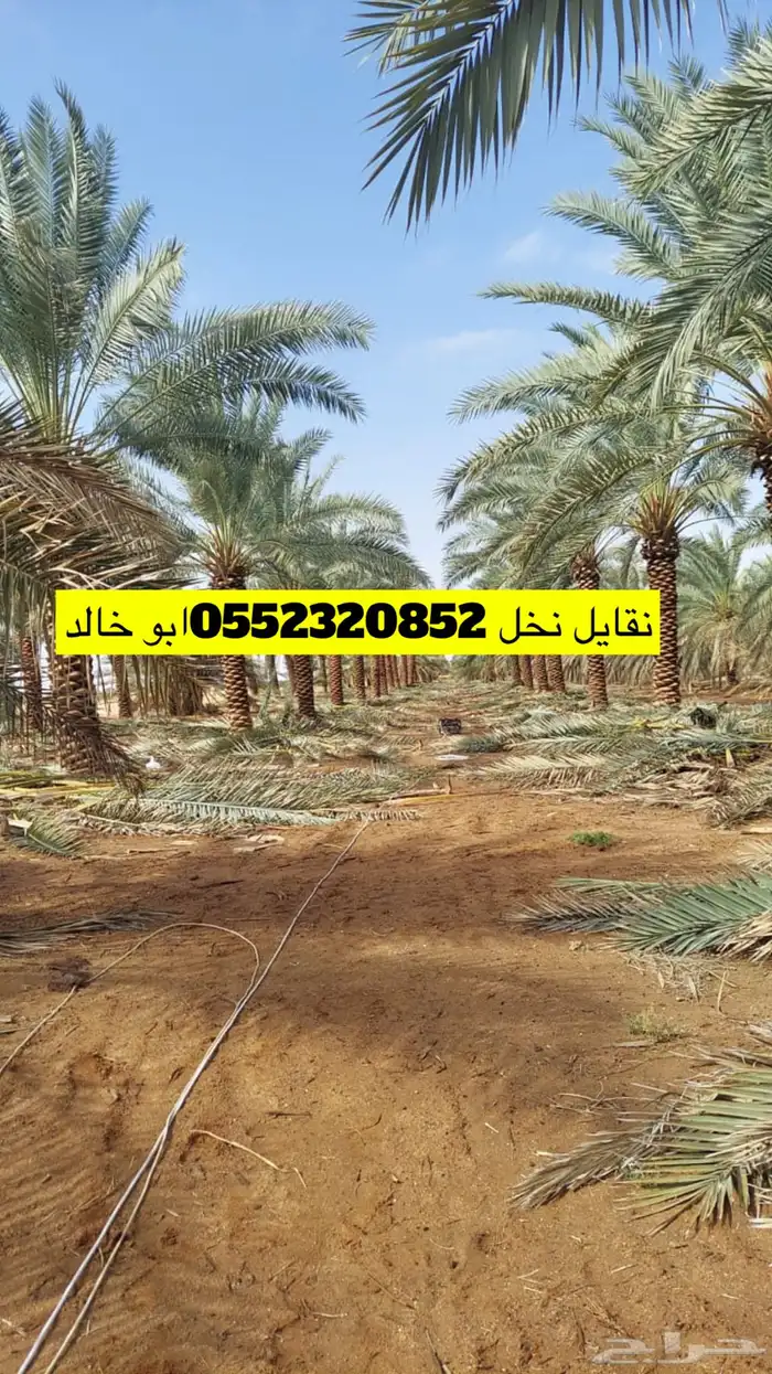 نخل حسب الطلب متوفر جميع المقاصات 0