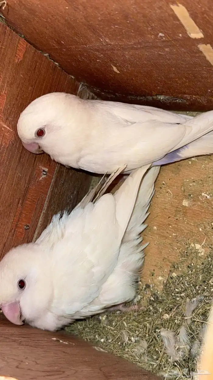 زوج روز منتج 2