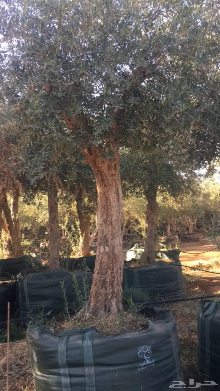 زيتون معمر افضل مشتل في توريد الشجر المعمر 39