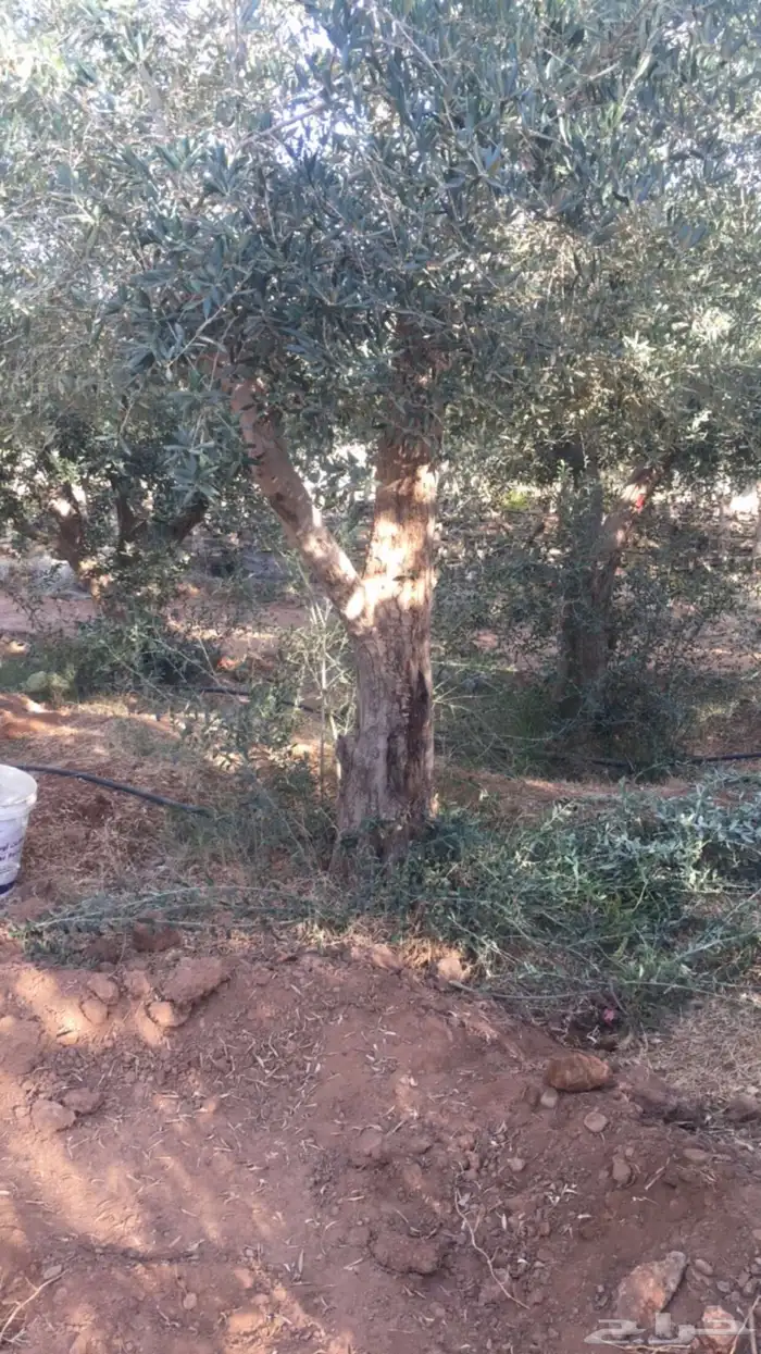 زيتون معمر افضل مشتل في توريد الشجر المعمر 32