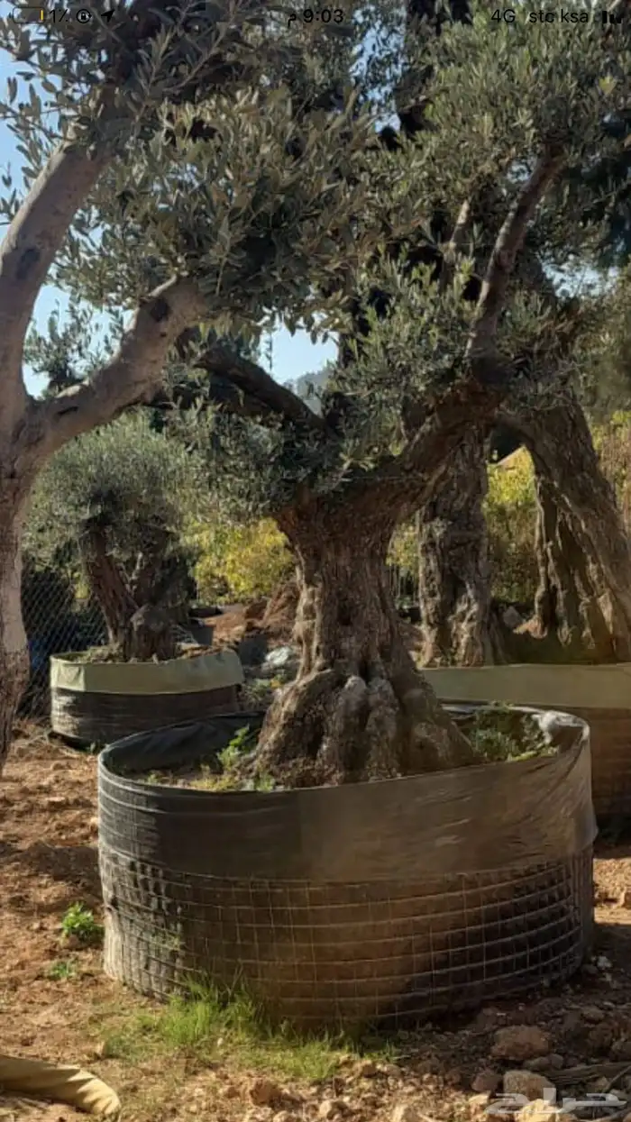 زيتون معمر افضل مشتل في توريد الشجر المعمر 62