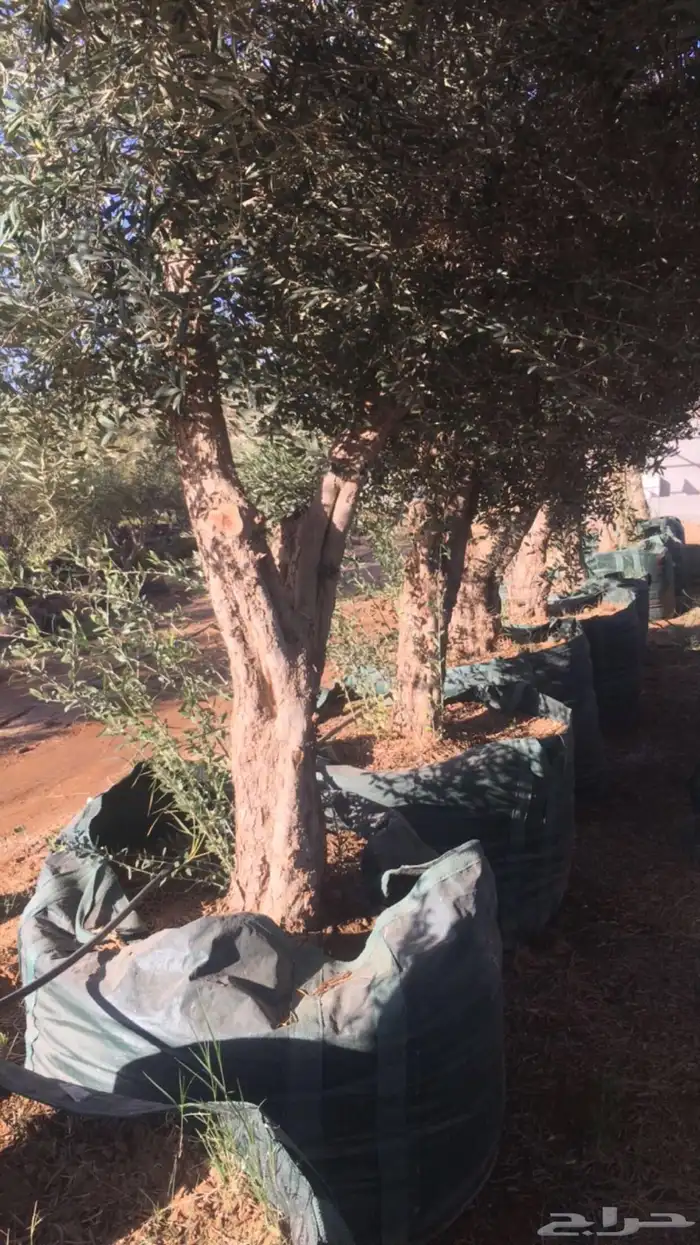 زيتون معمر افضل مشتل في توريد الشجر المعمر 29