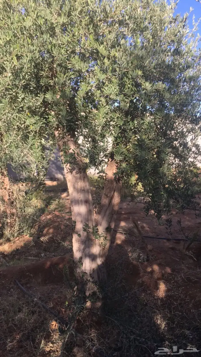 زيتون معمر افضل مشتل في توريد الشجر المعمر 22