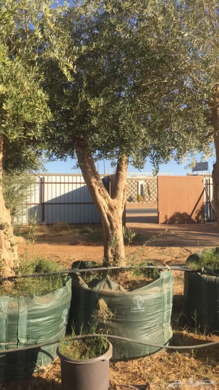 زيتون معمر افضل مشتل في توريد الشجر المعمر 36