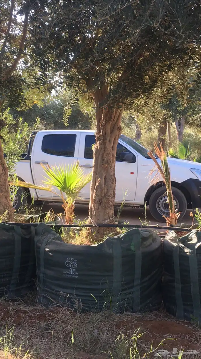 زيتون معمر افضل مشتل في توريد الشجر المعمر 38