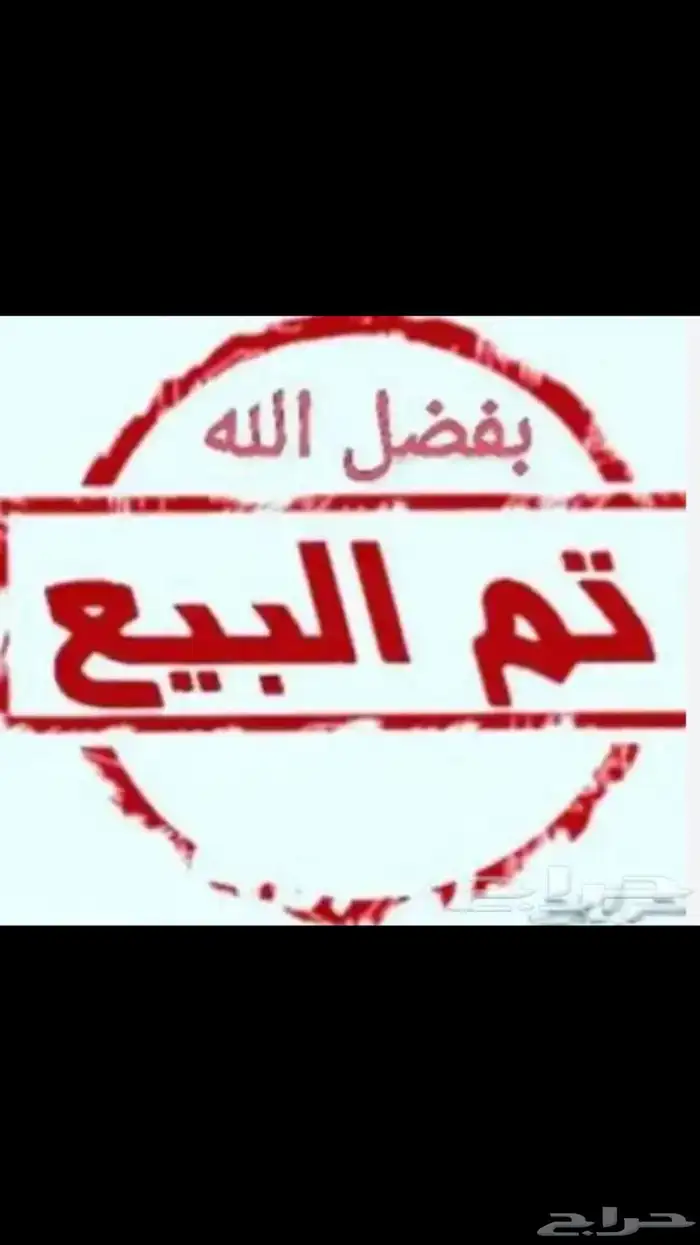 ديك شامو ياباني ( تم البيع ) 0