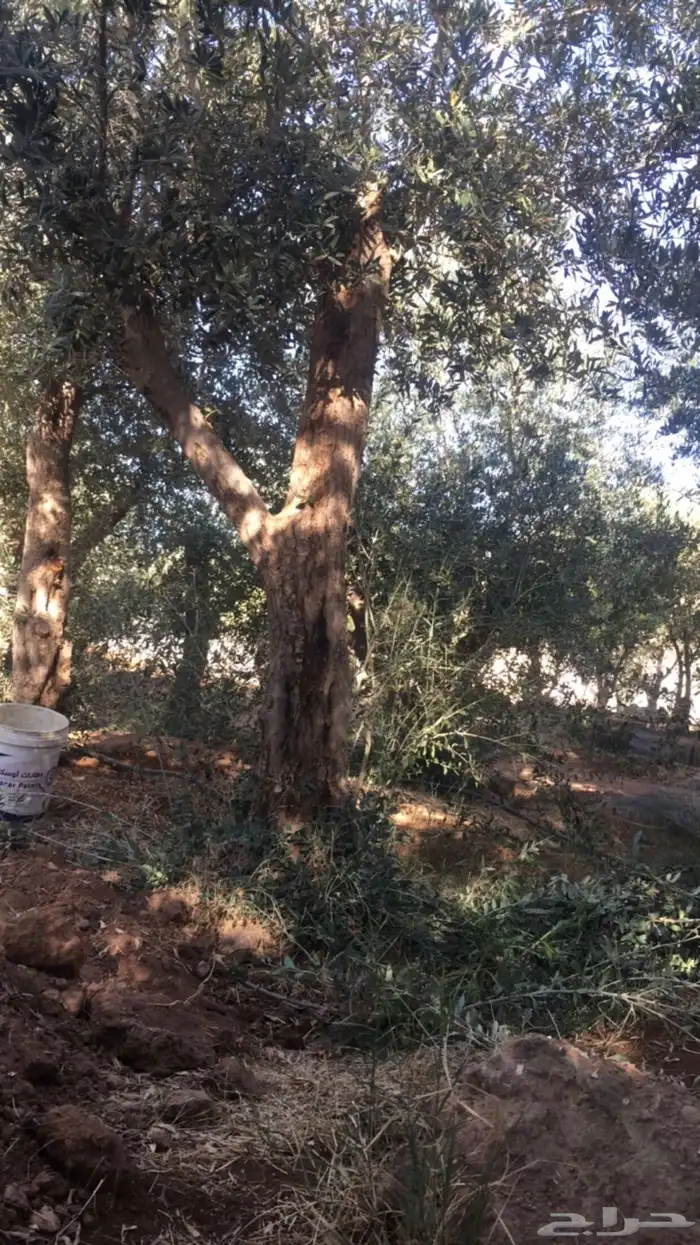 زيتون معمر افضل مشتل في توريد الشجر المعمر 28