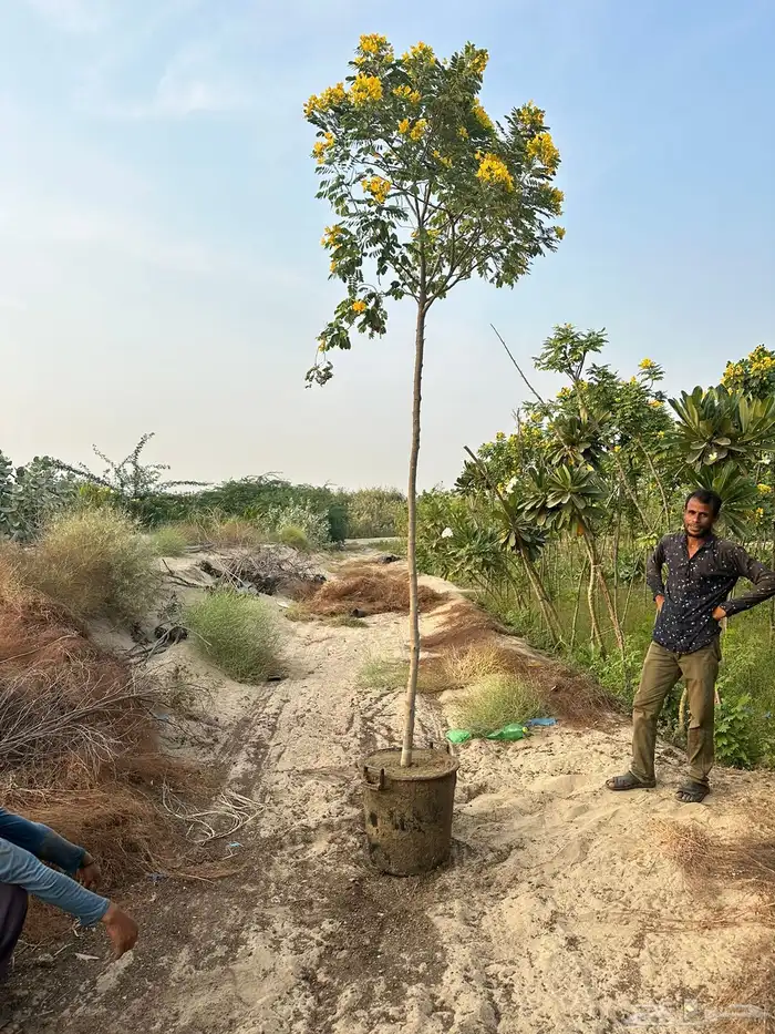 اشجار كميات كبيرة للبيع بالجملة للمشاريع 0