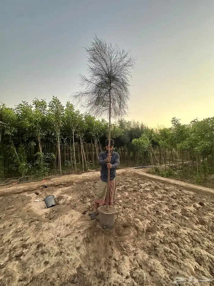 اشجار كميات كبيرة للبيع بالجملة للمشاريع 9