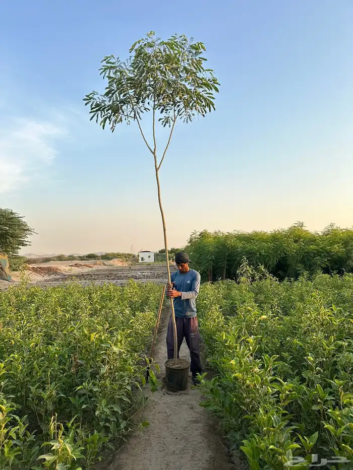 اشجار كميات كبيرة للبيع بالجملة للمشاريع 6