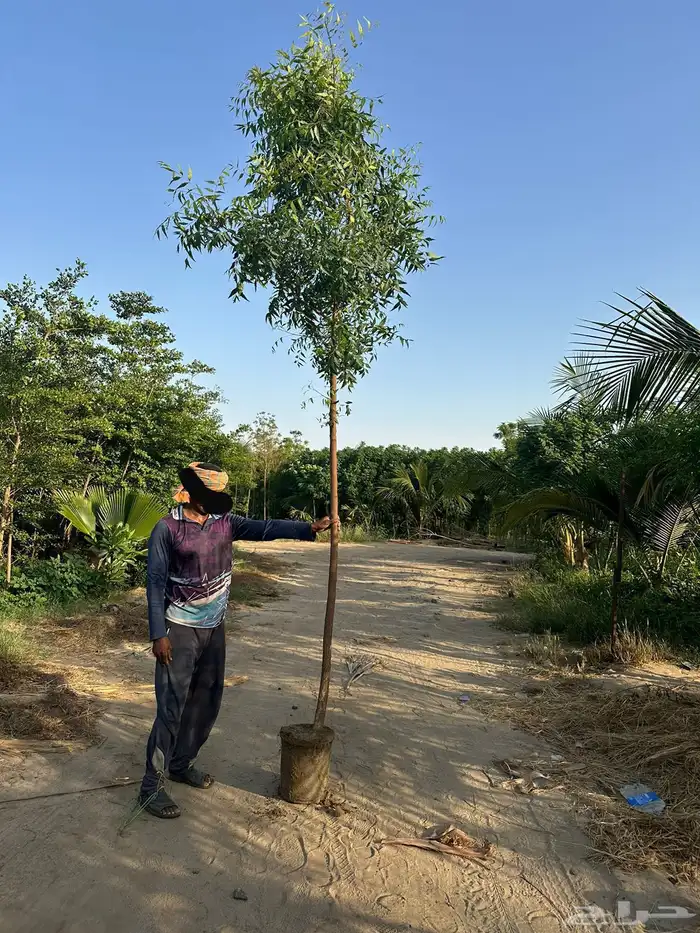 اشجار كميات كبيرة للبيع بالجملة للمشاريع 8