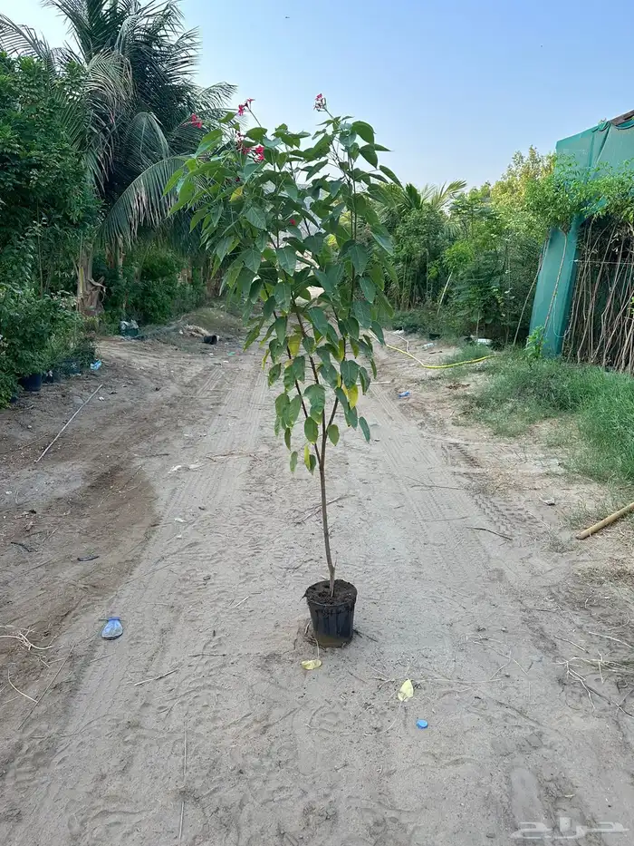 اشجار كميات كبيرة للبيع بالجملة للمشاريع 3