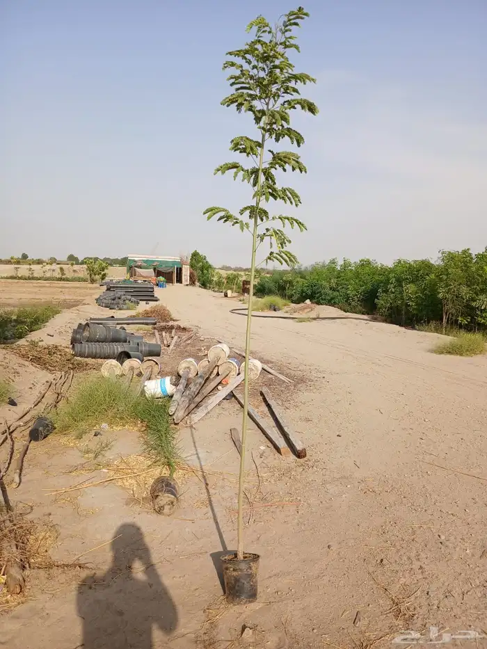 اشجار كميات كبيرة للبيع بالجملة للمشاريع 4