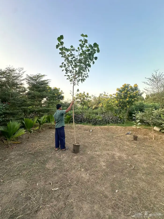 اشجار كميات كبيرة للبيع بالجملة للمشاريع 10