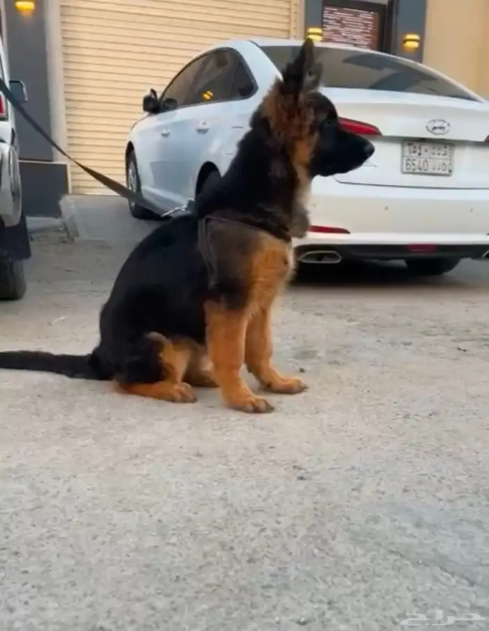 كلب جيرمن شيبرد 3