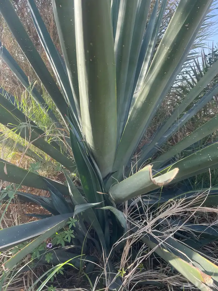 شتلات صبار سيزال الامريكي للبيع بمحافظة الخرمه 3