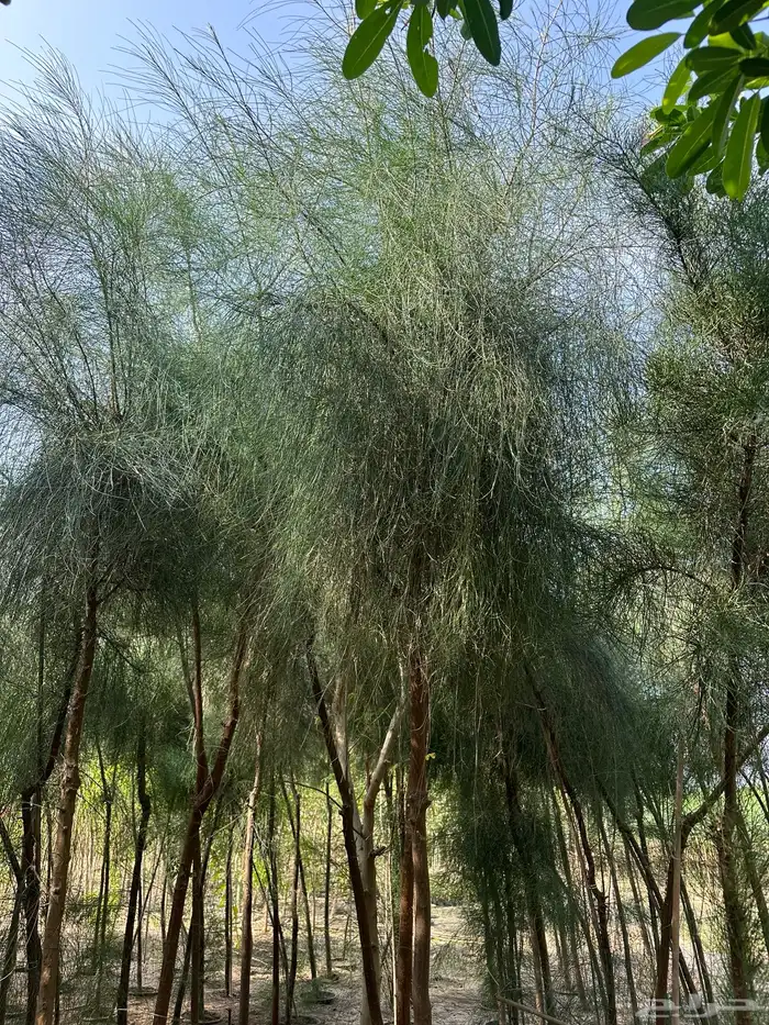 اشجار كميات كبيرة للبيع بالجملة للمشاريع 5