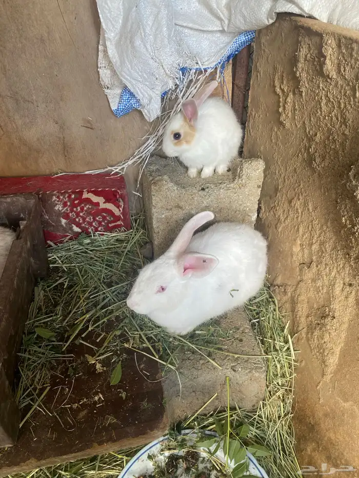 ارانب للبيع 1