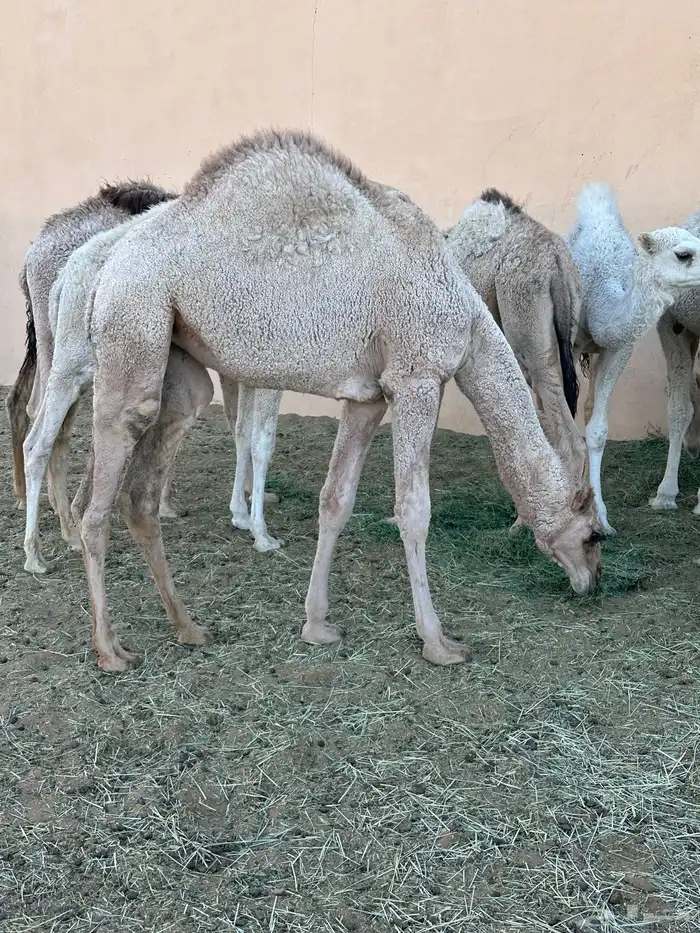 مفرود قعود قعدان حاشي 0