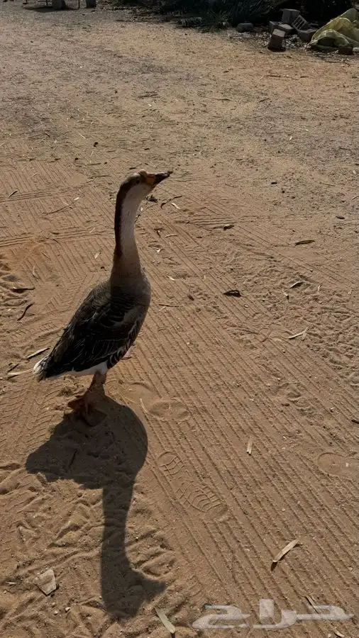 2 وز ذكر عراقي 3 وز هجين 2