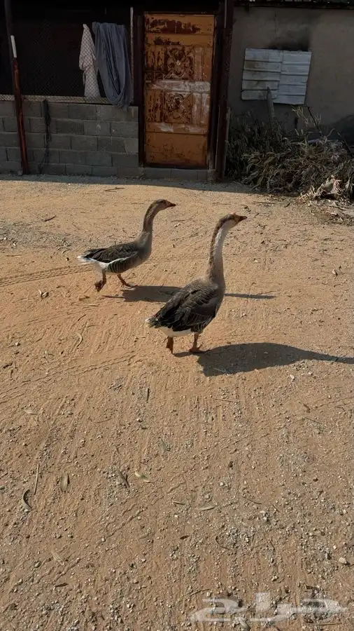 2 وز ذكر عراقي 3 وز هجين 0