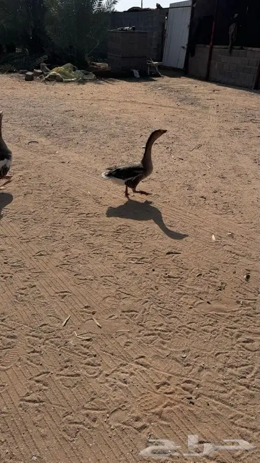 2 وز ذكر عراقي 3 وز هجين 7