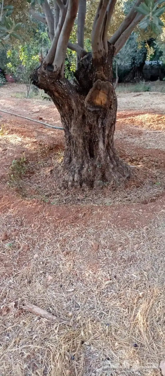 زيتون معمر افضل مشتل في توريد الشجر المعمر 58