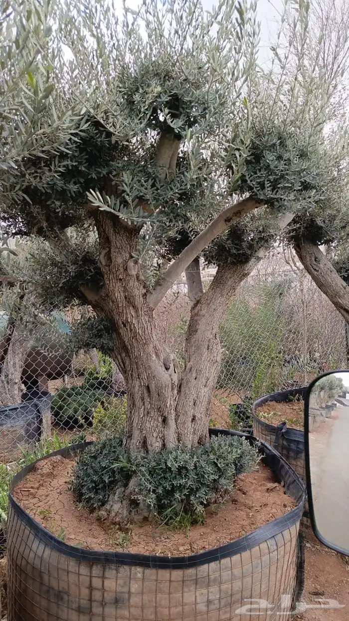 زيتون معمر افضل مشتل في توريد الشجر المعمر 10