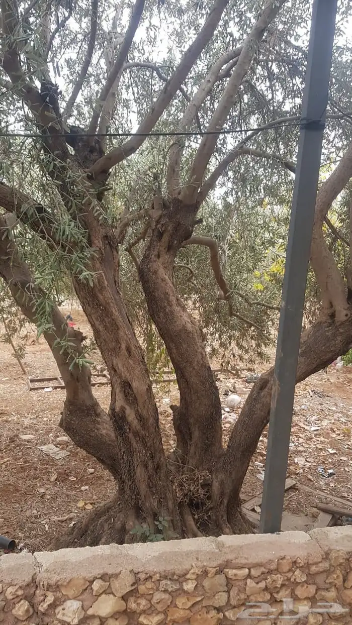 زيتون معمر افضل مشتل في توريد الشجر المعمر 55