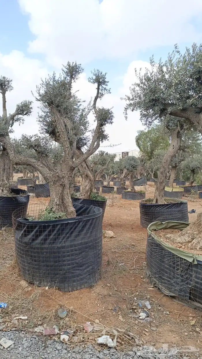 زيتون معمر افضل مشتل في توريد الشجر المعمر 8