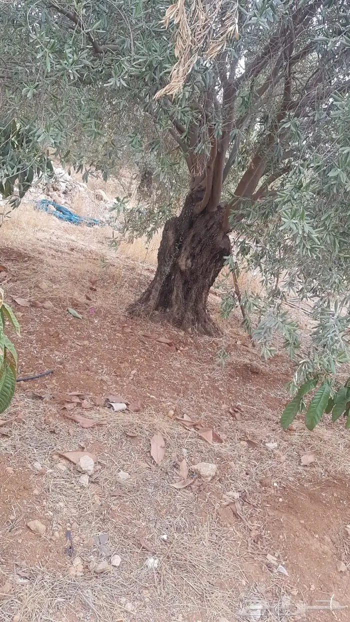زيتون معمر افضل مشتل في توريد الشجر المعمر 52