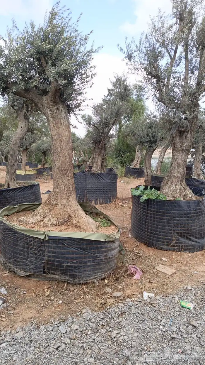 زيتون معمر افضل مشتل في توريد الشجر المعمر 18