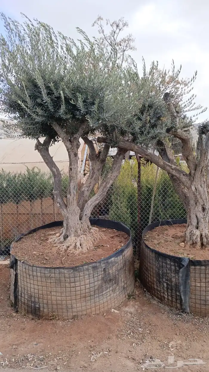 زيتون معمر افضل مشتل في توريد الشجر المعمر 6