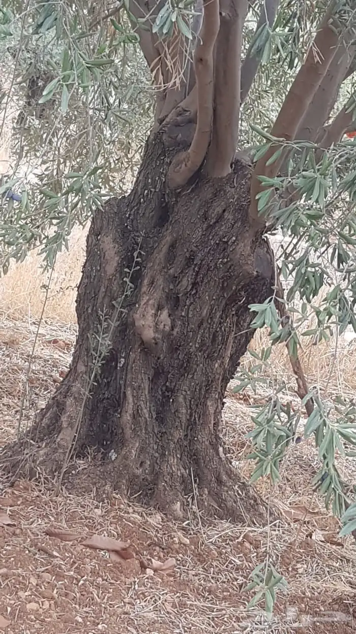 زيتون معمر افضل مشتل في توريد الشجر المعمر 56