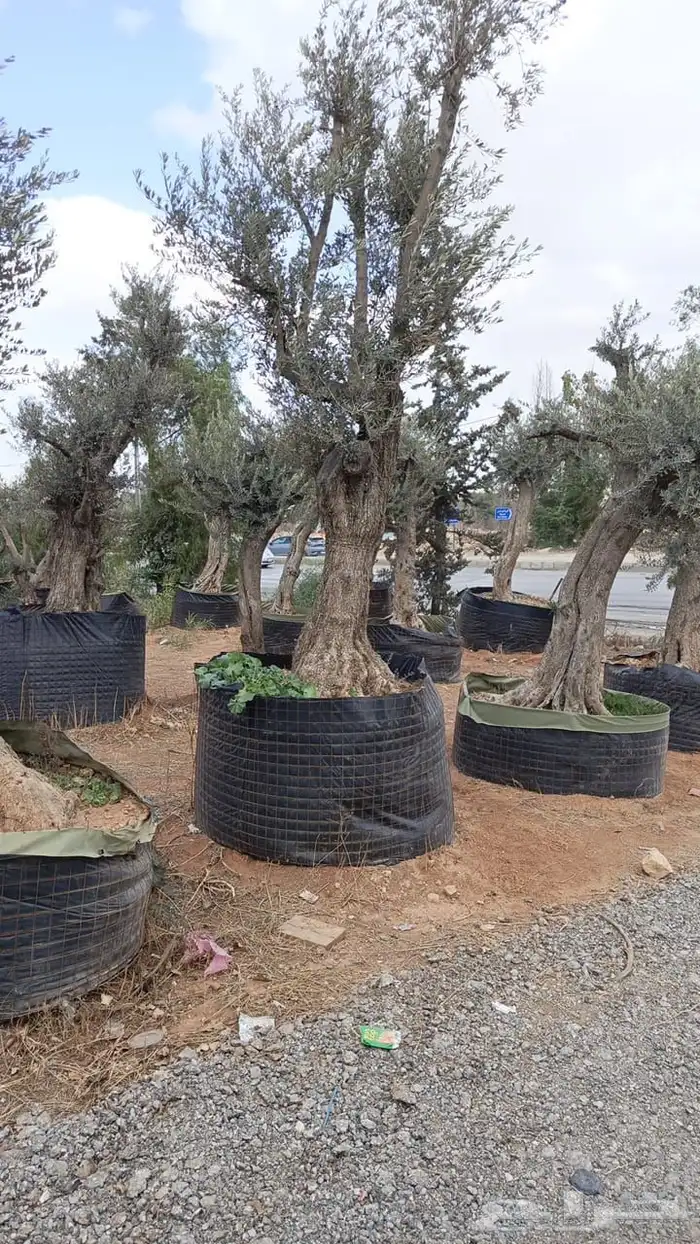 زيتون معمر افضل مشتل في توريد الشجر المعمر 9