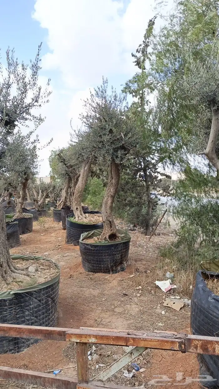زيتون معمر افضل مشتل في توريد الشجر المعمر 12
