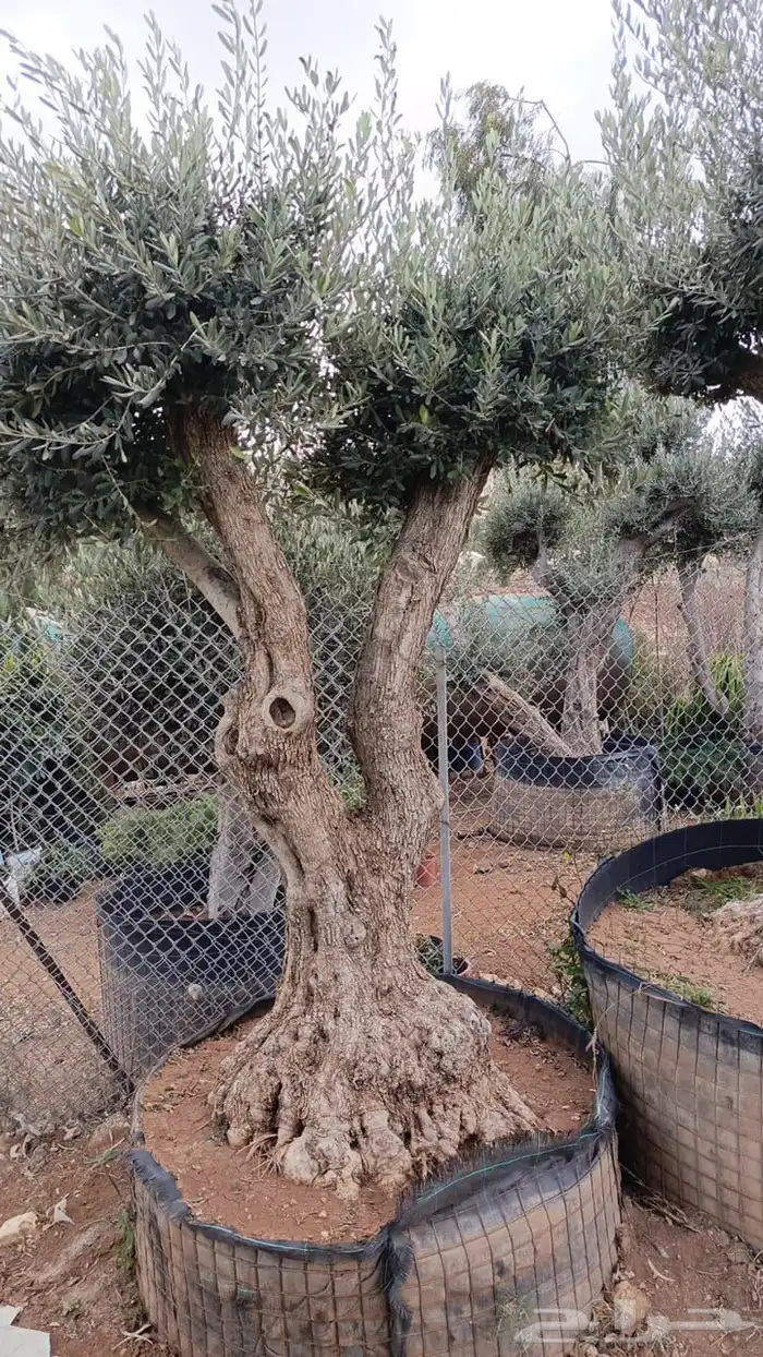 زيتون معمر افضل مشتل في توريد الشجر المعمر 11