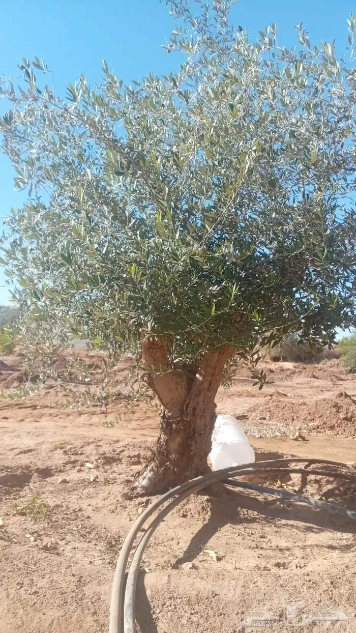 زيتون معمر افضل مشتل في توريد الشجر المعمر 50