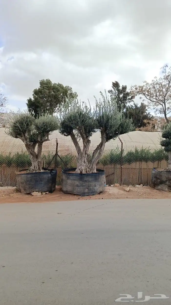 زيتون معمر افضل مشتل في توريد الشجر المعمر 5