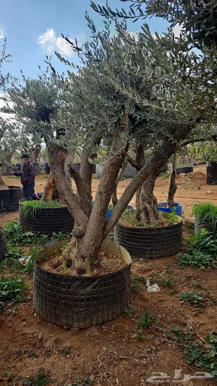 زيتون معمر افضل مشتل في توريد الشجر المعمر 65
