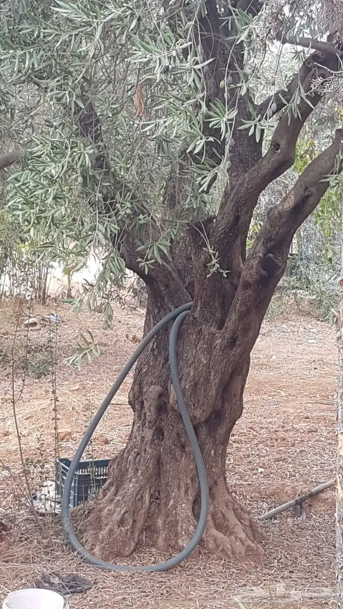 زيتون معمر افضل مشتل في توريد الشجر المعمر 57