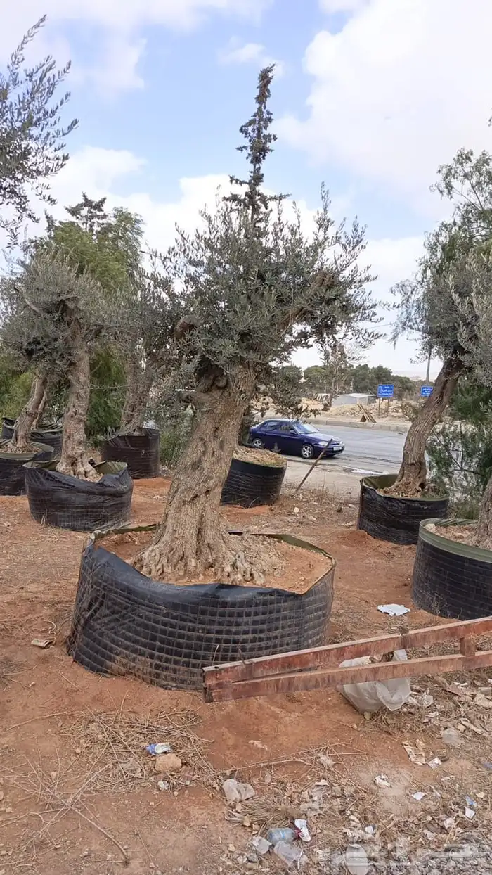 زيتون معمر افضل مشتل في توريد الشجر المعمر 15