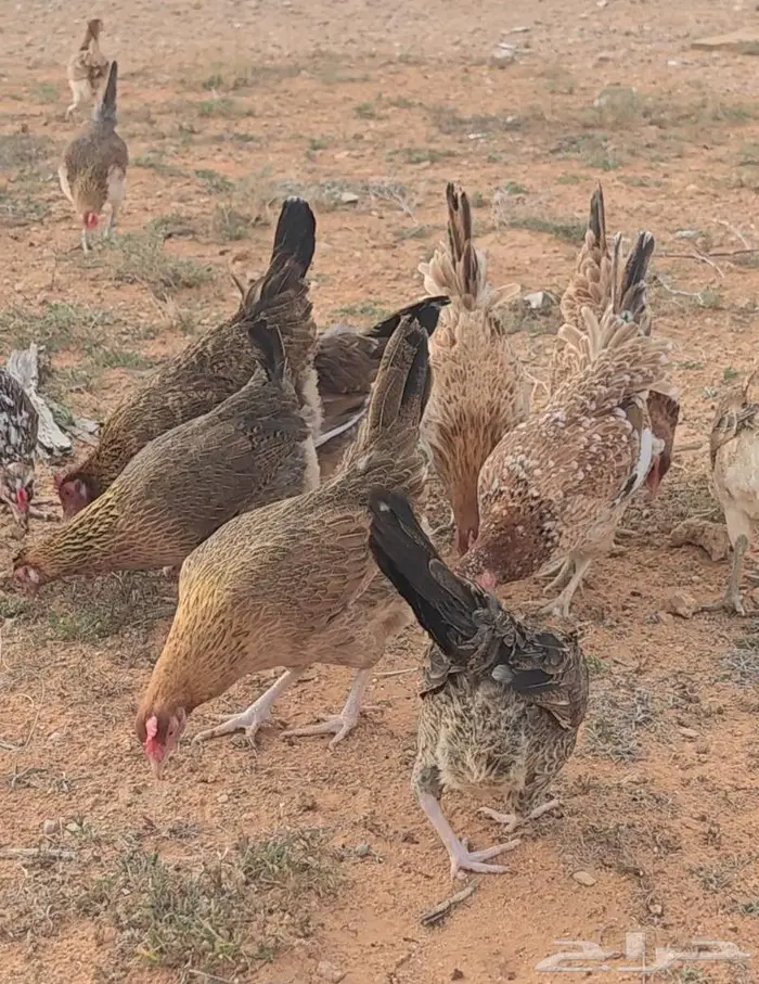 بيض دجاج عربي اصيل نادر شي فاخر 9