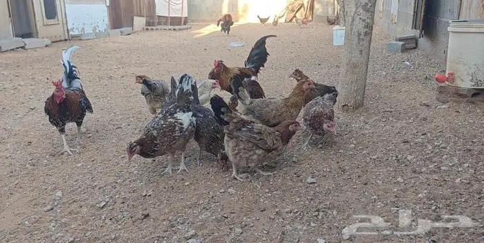 بيض دجاج عربي اصيل نادر شي فاخر 2